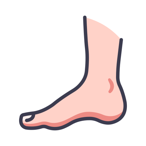 the human foot